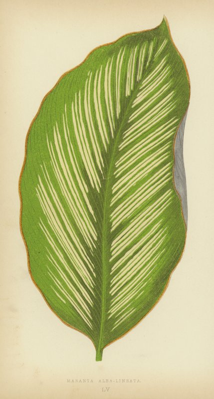 Maranta Alba Lineata by English School