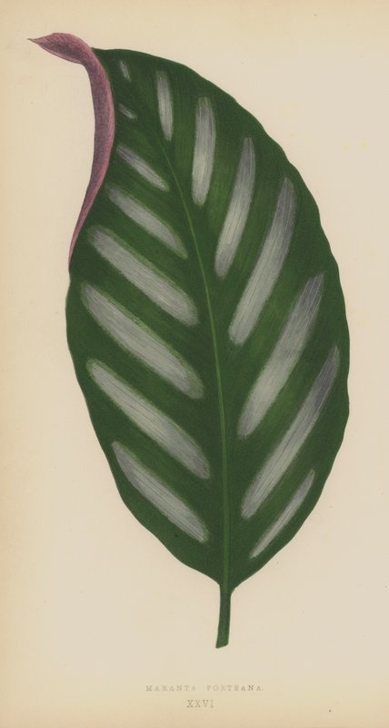 Maranta Porteana by English School