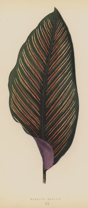 Maranta Kraliyet by English School