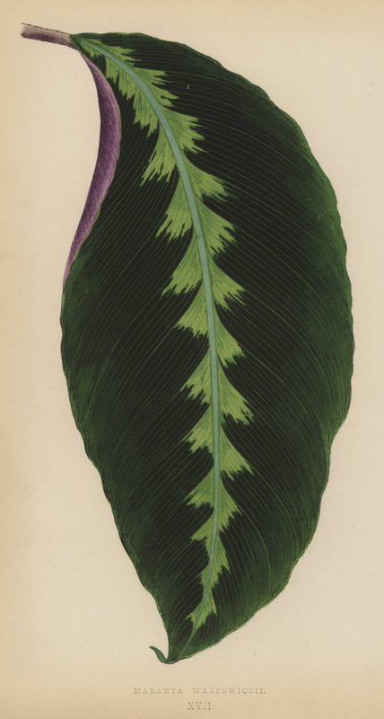 Maranta Warsewiczii by English School