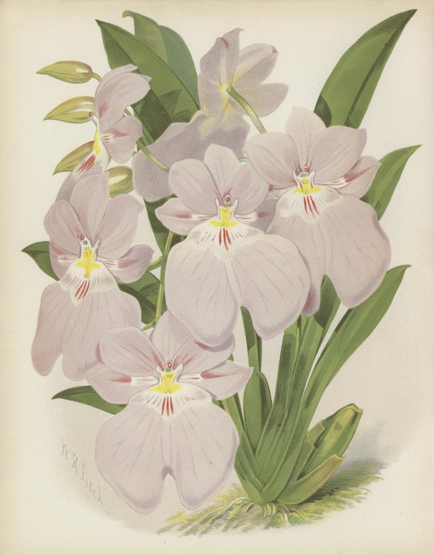 Odontoglossum Vexillarium by English School