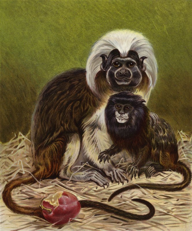 Pinche Marmoset ve Negro Tamarin by English School