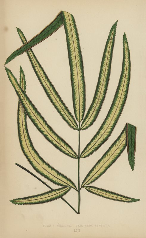 Pteris Cretica, Çeşit Albo-Lineata by English School