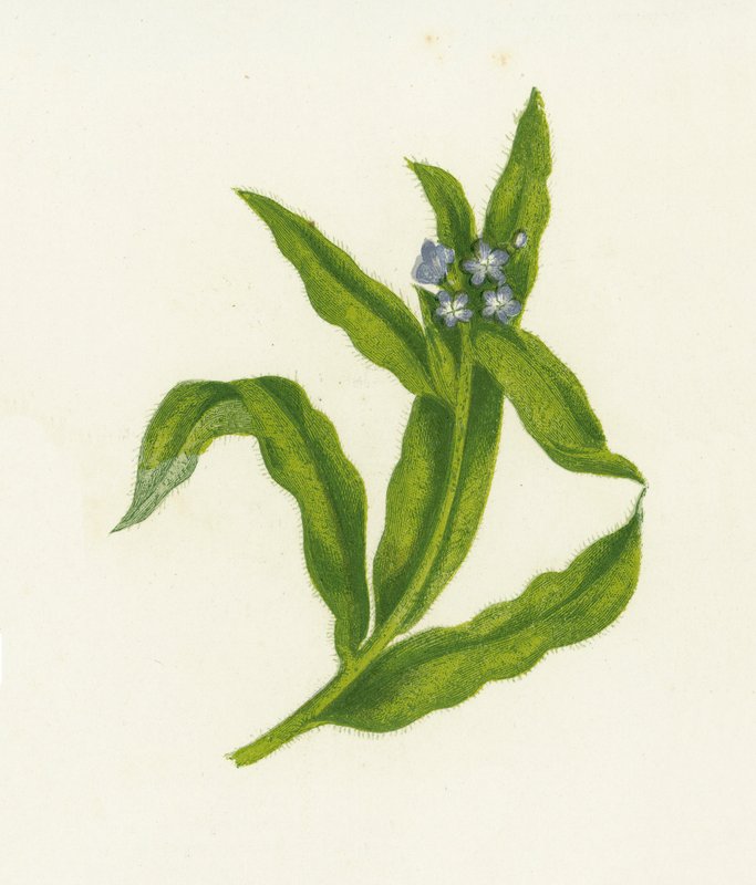 Küçük Bugloss, Lycopsis Arvensis by English School