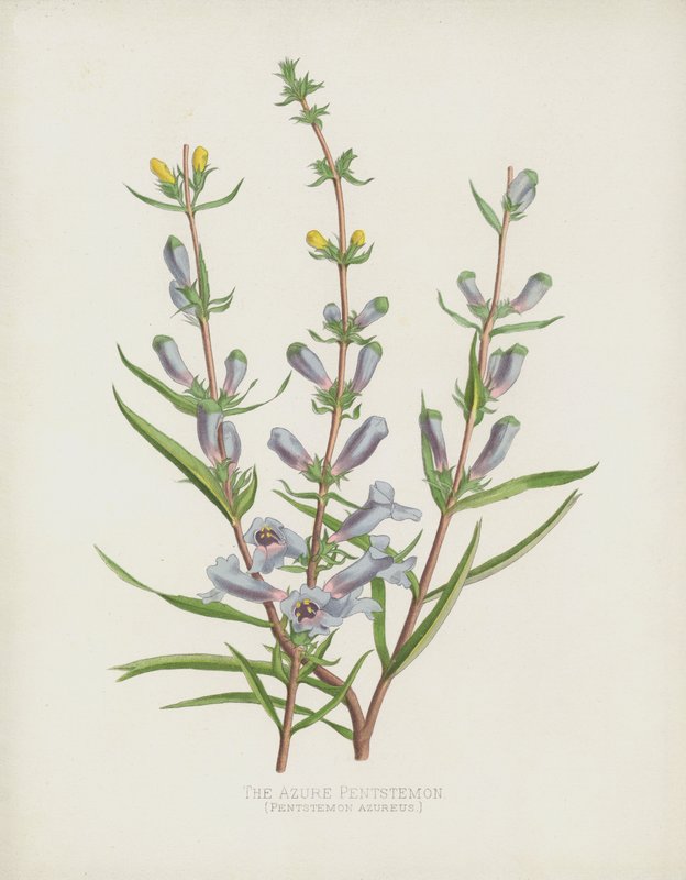 Azure Pentstemon, Pentstemon Azureus by English School