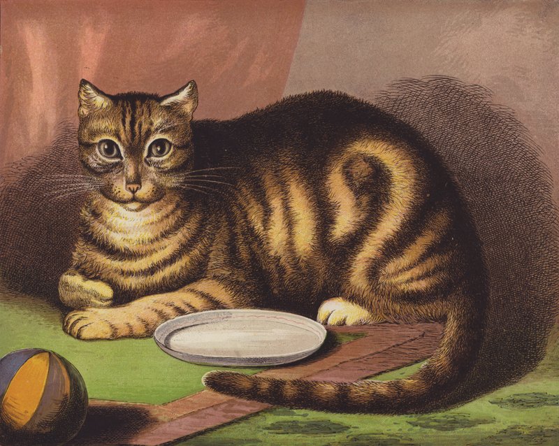 Kedi by English School