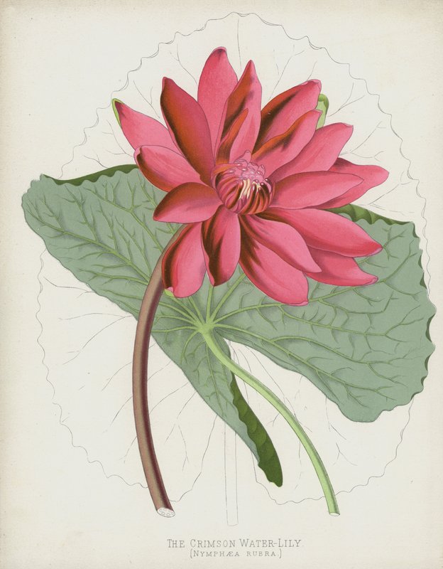 Kızıl Nilüfer, Nymphaea Rubra by English School