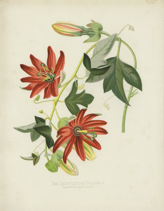 Gauntletted Tacsonia, Tacsonia Manicata by English School