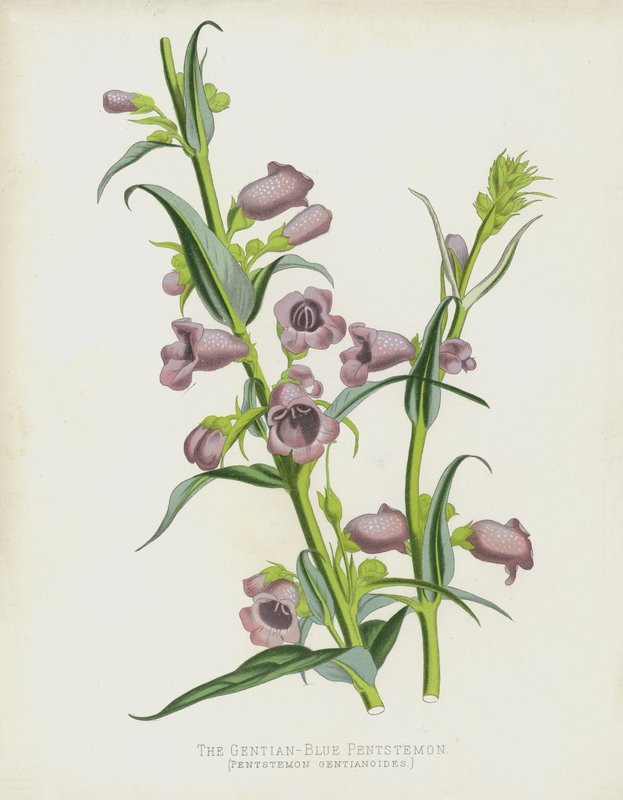 Gentian-Mavi Pentstemon, Pentstemon Gentianoides by English School