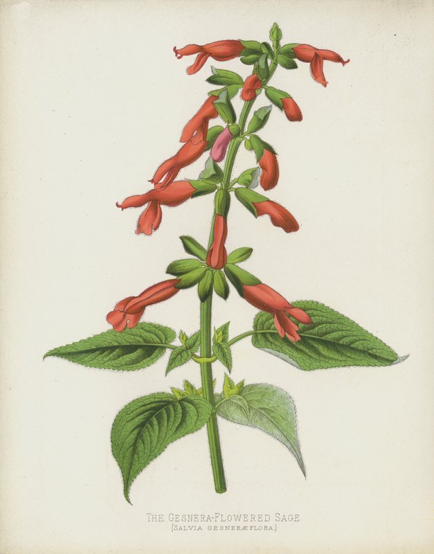 Gesnera-Çiçekli Adaçayı, Salvia Gesneraeflora by English School