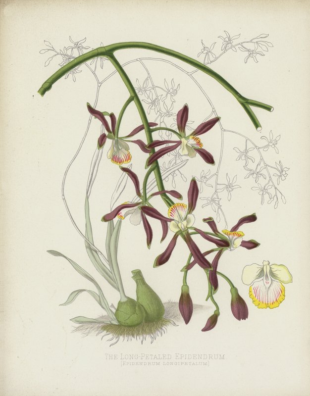 Uzun Yapraklı Epidendrum, Epidendrum Longipetalum by English School