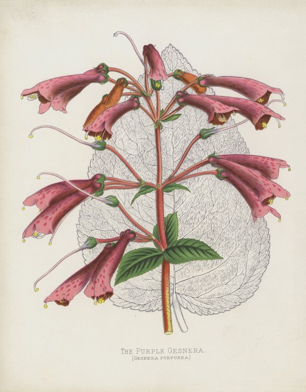 Mor Gesnera, Gesnera Purpurea by English School