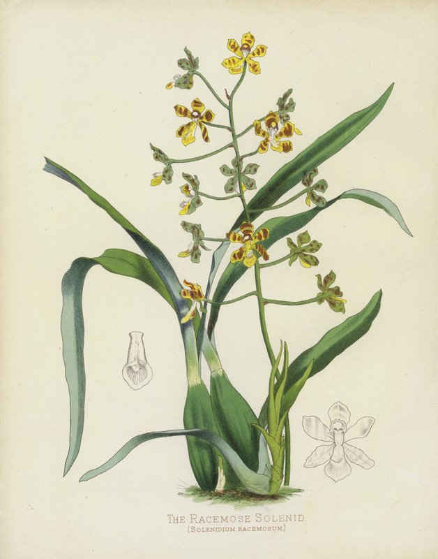 Racemose Solenid, Solenidium Racemosum by English School