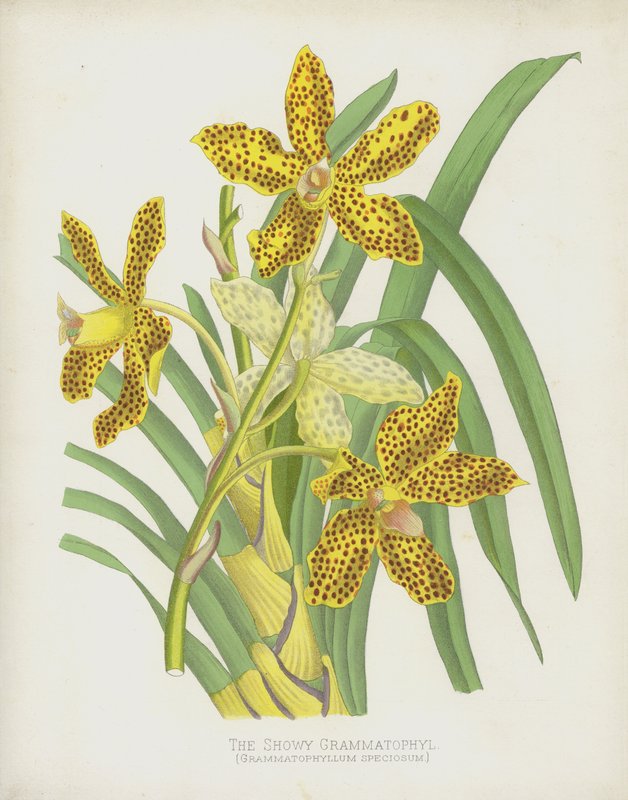 Gösterişli Grammatofil, Grammatophyllum Speciosum by English School