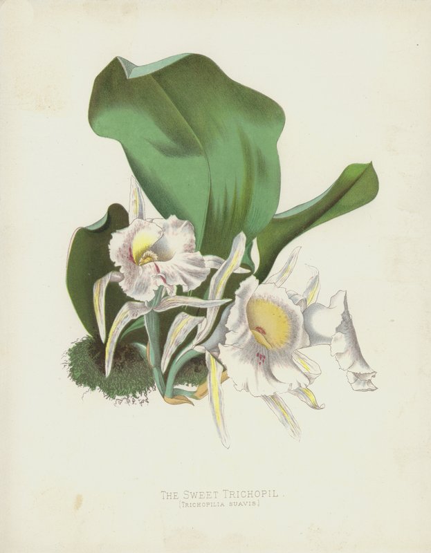 Tatlı Trichopil, Trichopilia Suavis by English School