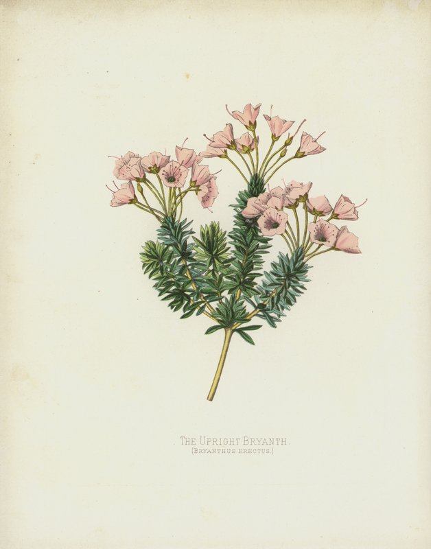 Dik Bryanth, Bryanthus Erectus by English School