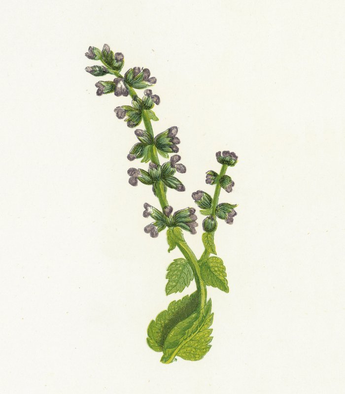 Vahşi İngiliz Clary veya Adaçayı, Salvia Verbenaca by English School