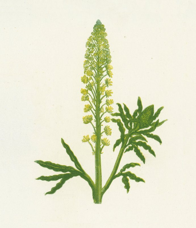 Yabani Mignonette, Reseda Lutea by English School