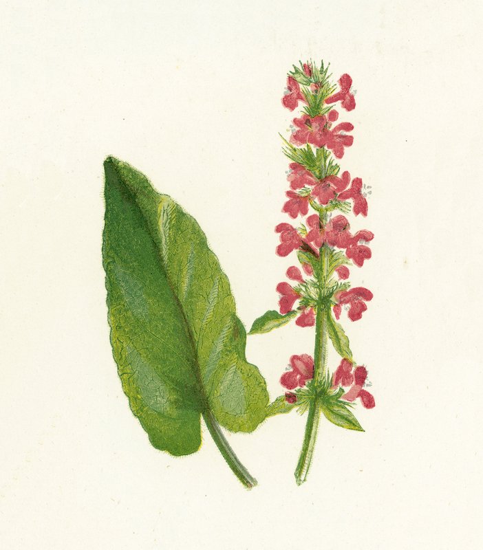 Ahşap Betony, Betonica Officinalis by English School