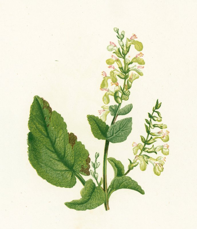 Ağaç Adaçayı, Teucrium Scorodonia by English School
