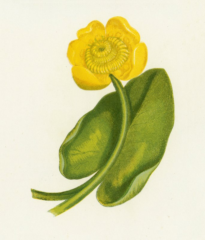 Sarı Nilüfer, Nuphar Lutea by English School