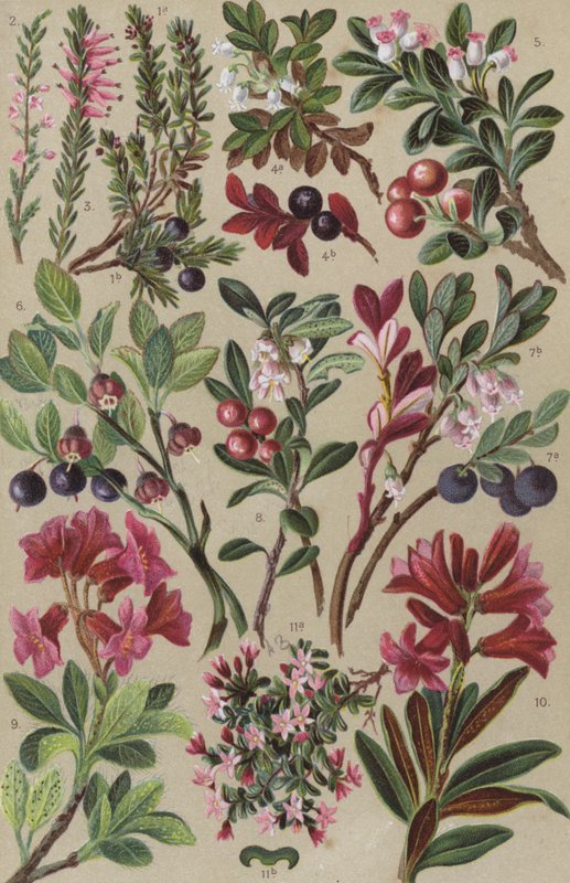 Alp florası by European School