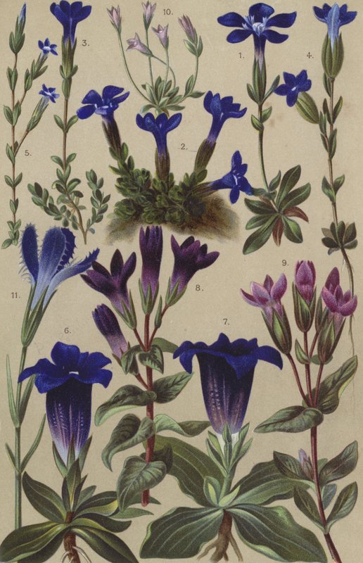 Alp florası by European School