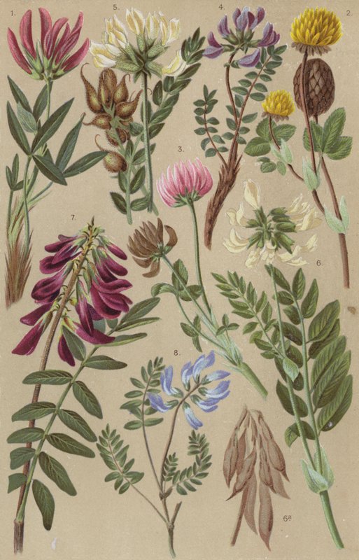 Alp florası by European School