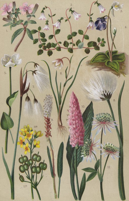 Alp florası by European School