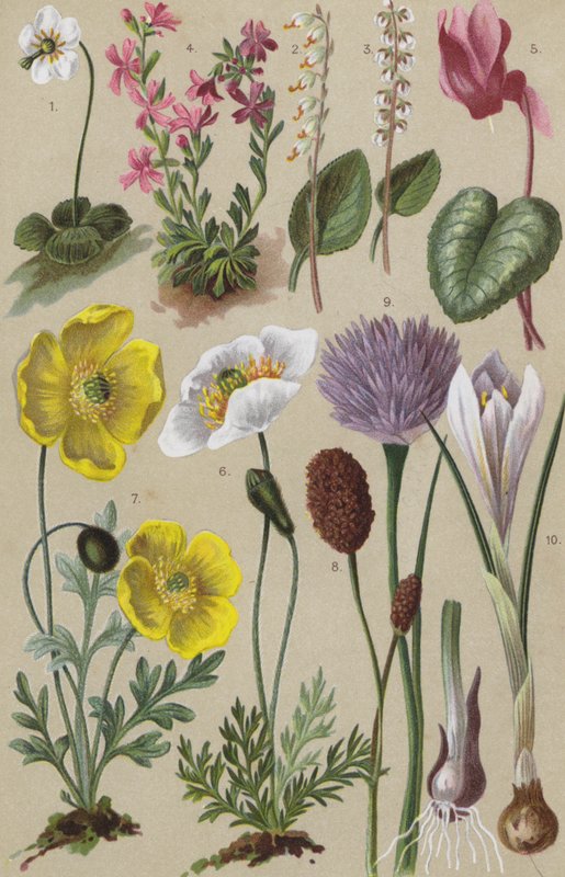 Alp florası by European School