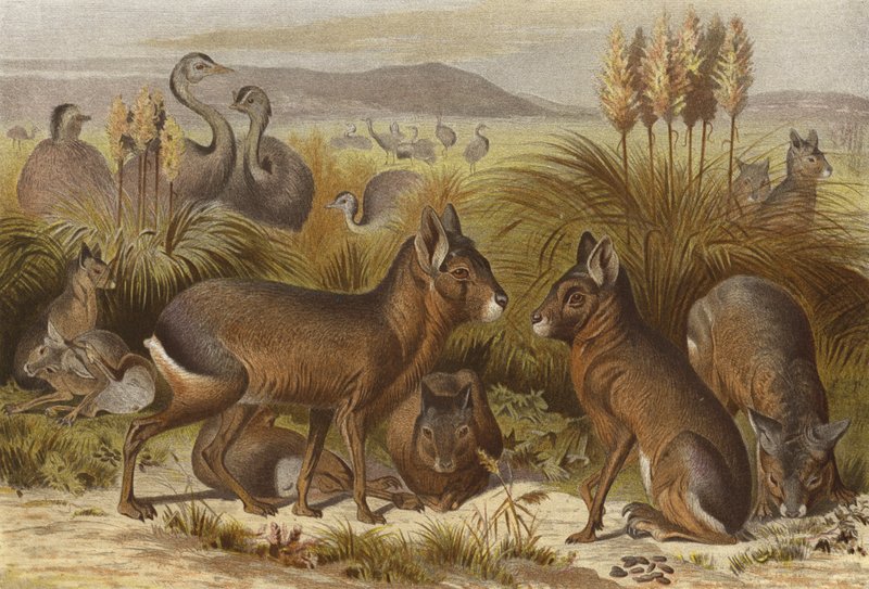 Mara by European School