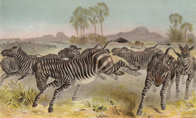 Zebra by European School