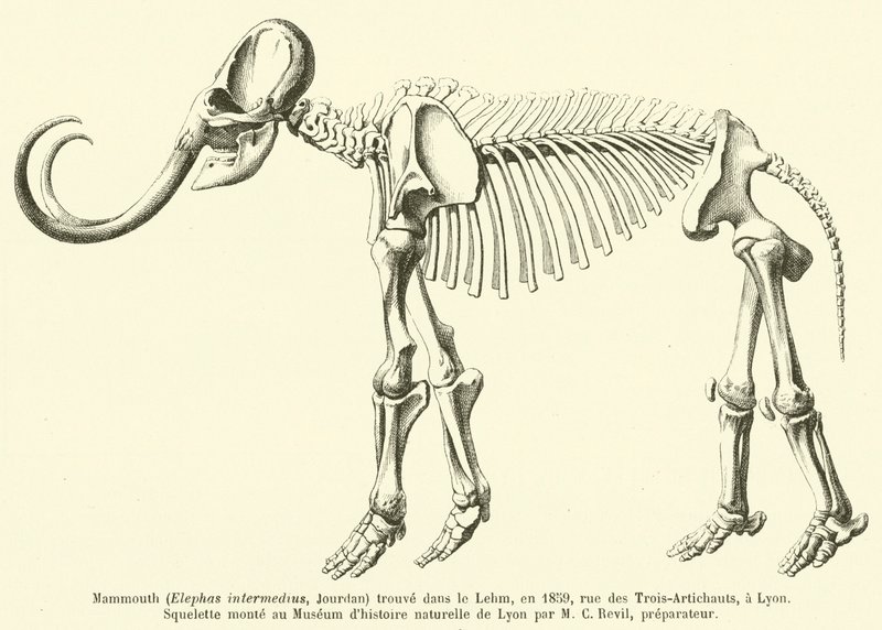 Mamut (Elephas intermedius, Jourdan) 1859