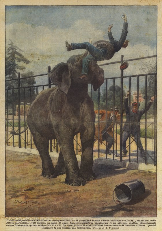 Pachyderm