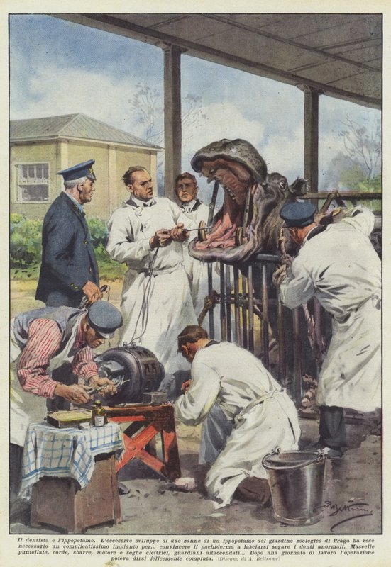 Diş hekimi ve su aygırı by Achille Beltrame