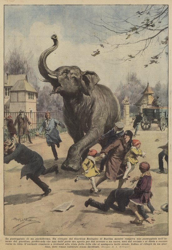 Pachyderm