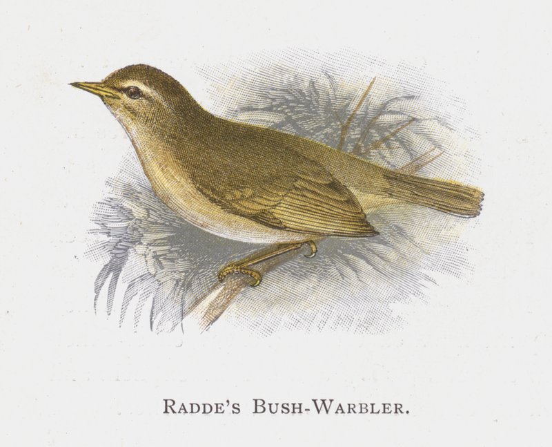 Raddes Bush-Warbler by Alexander Francis Lydon