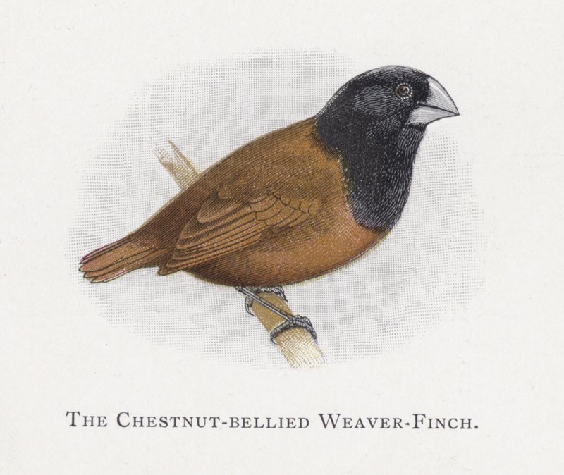 The Chestnut-bellied Weaver-Finch  by Alexander Francis Lydon