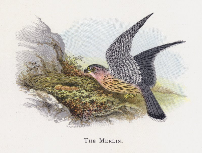 The Merlin  by Alexander Francis Lydon