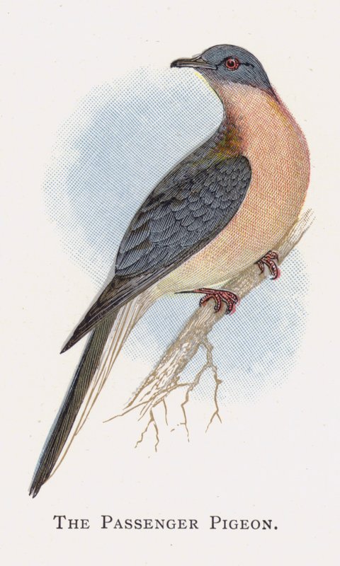 Yolcu Güvercin by Alexander Francis Lydon