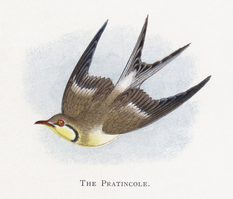 Pratincole by Alexander Francis Lydon