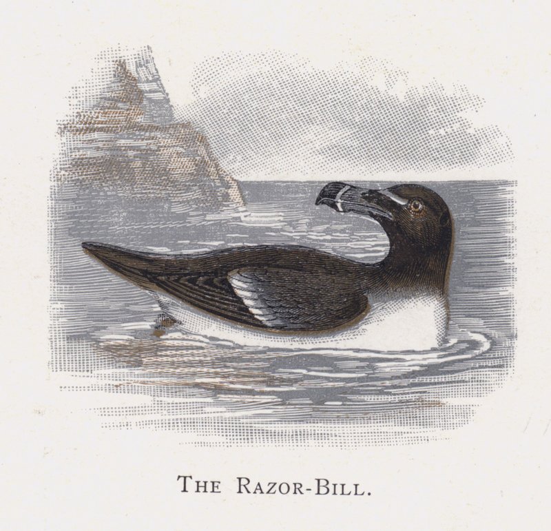 The Razor-Bill  by Alexander Francis Lydon