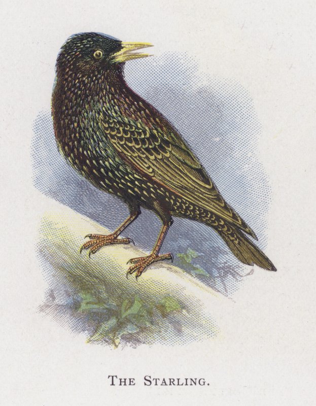 Starling by Alexander Francis Lydon