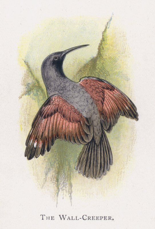 The Wall-Creeper by Alexander Francis Lydon
