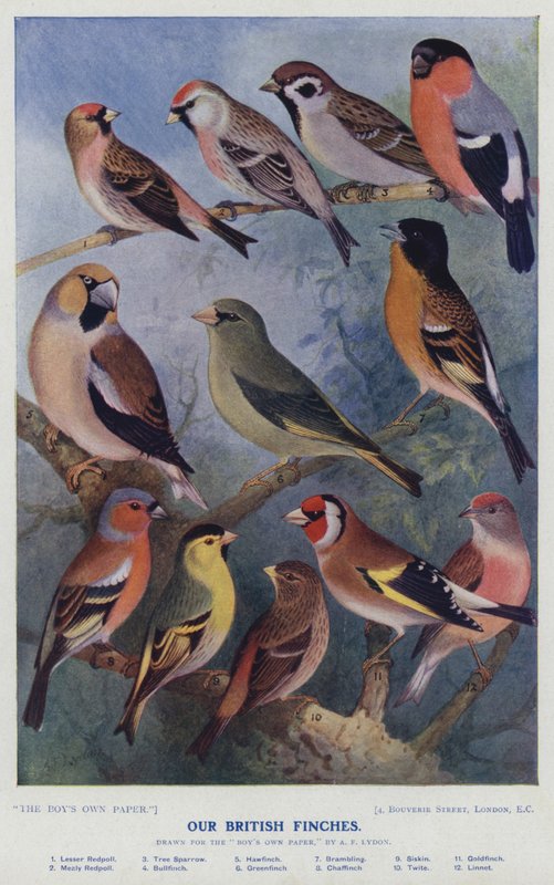 İngiliz ispinozlarımız by Alexander Francis after Lydon