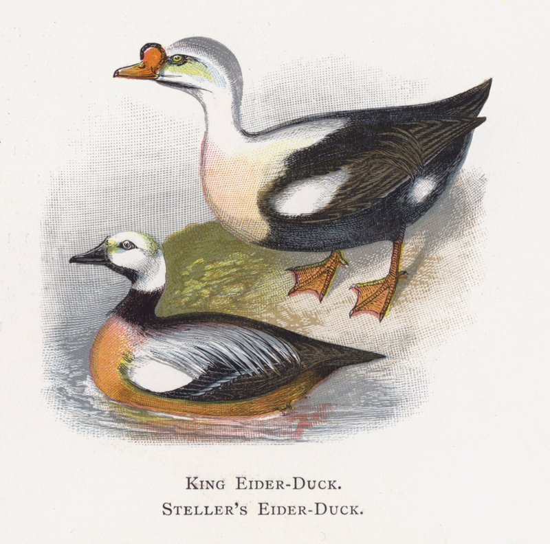 Kral Eider-Duck, Steller