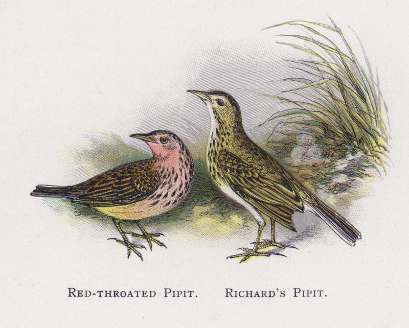 Kırmızı boğazlı Pipit, Richards Pipit by Alexander Francis Lydon
