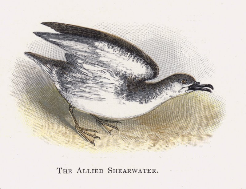 Müttefik Shearwater by Alexander Francis Lydon