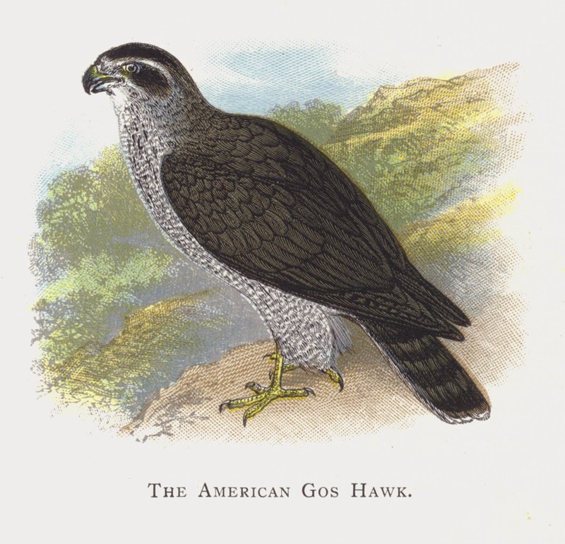 amerikan çakır kuşu by Alexander Francis Lydon