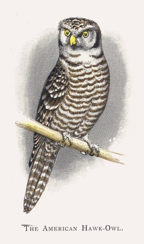 Amerikan Şahin Baykuşu by Alexander Francis Lydon